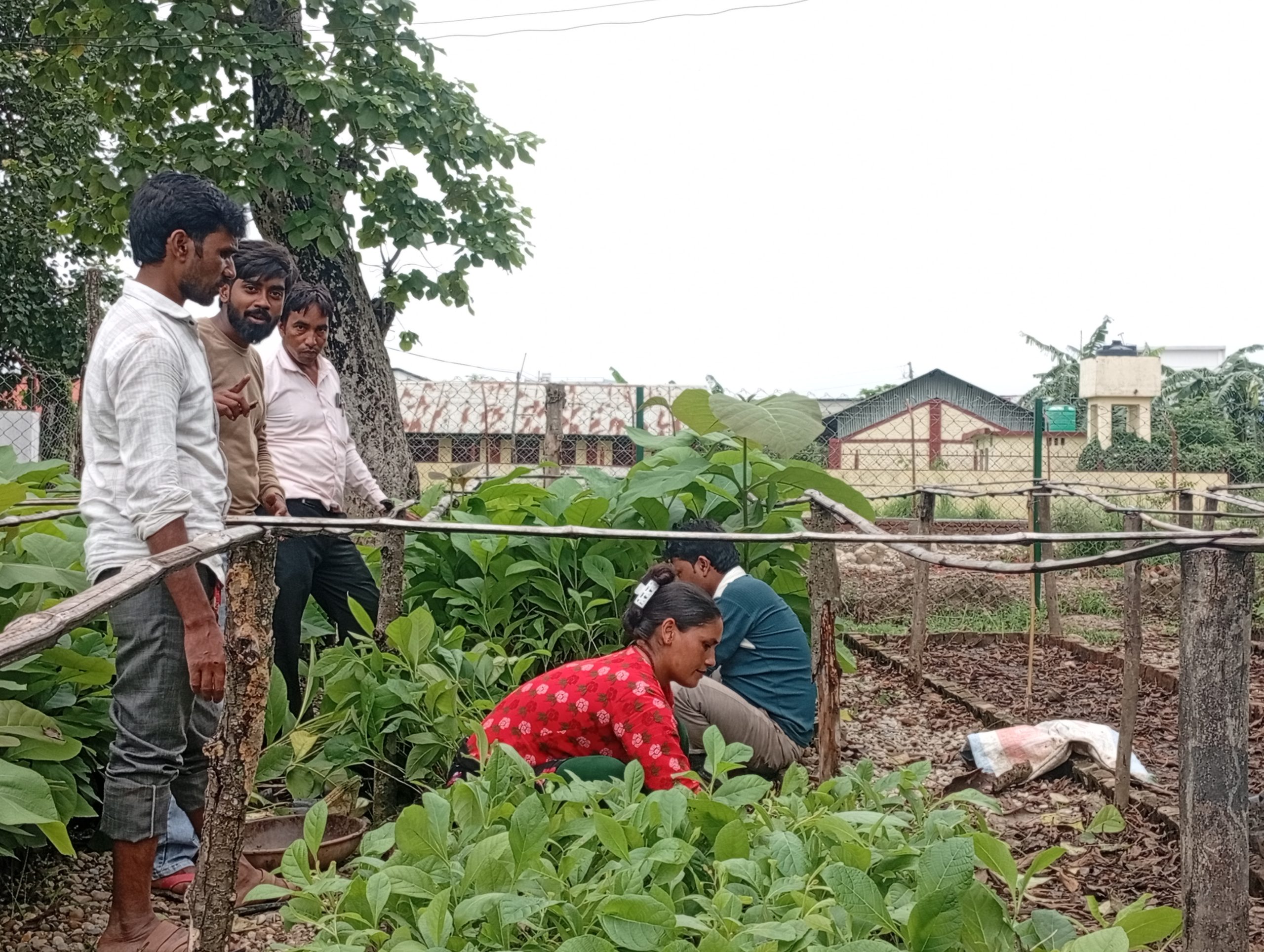 कपिलवस्तु साझेदारी वनले ५० हजार बिरुवा निःशुल्क बाँड्दै